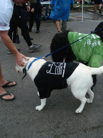 Poco and BamBam make friends 2