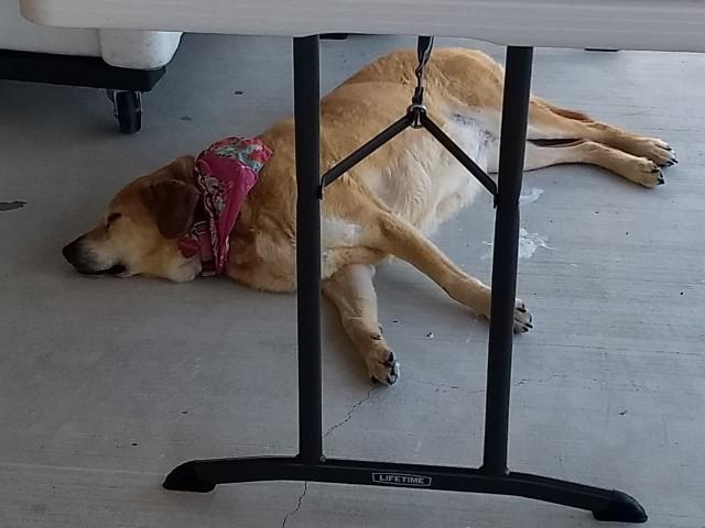 Pooped Puppy