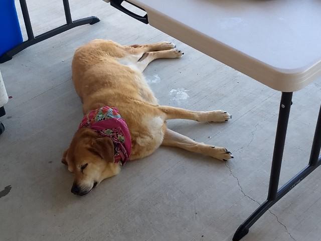 Pooped Puppy