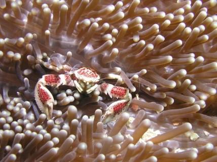 Porcelain Crab - Sushi Boy