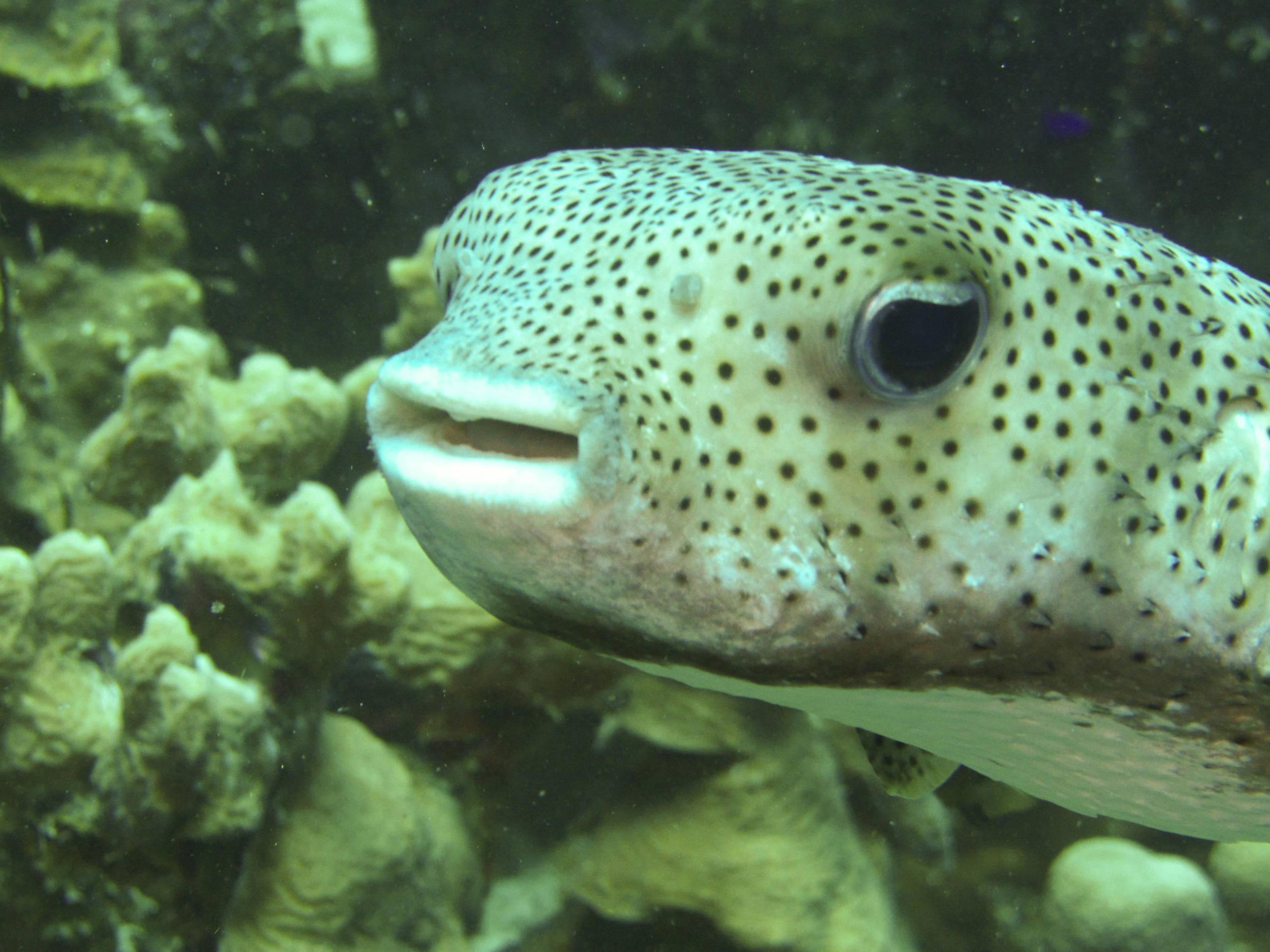 Porcupine fish