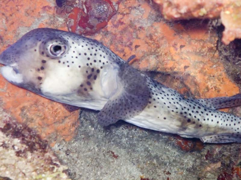 Porcupine fish