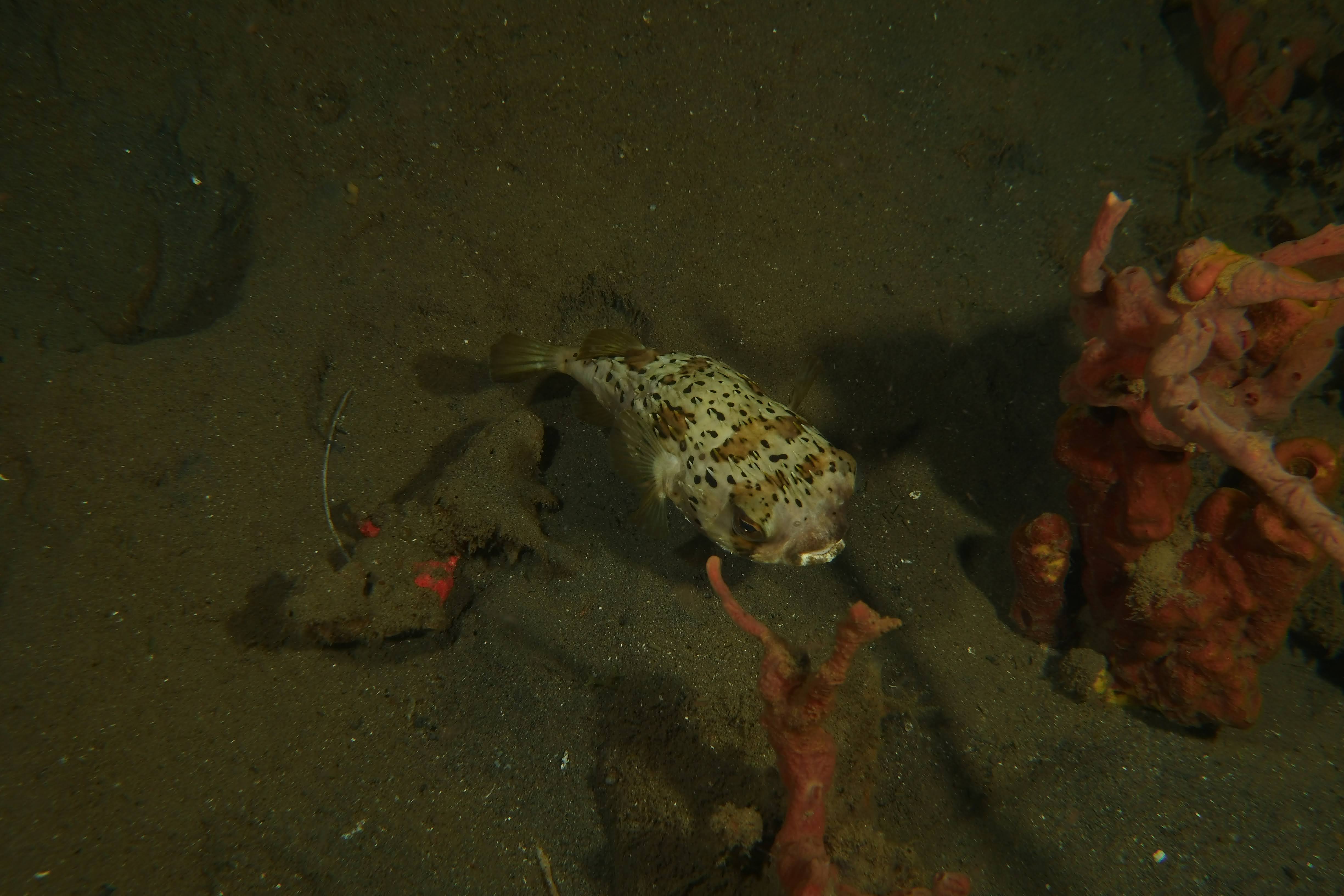 Porcupine Puffer