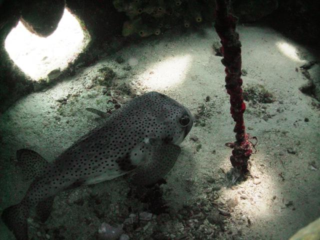 Porcupinefish