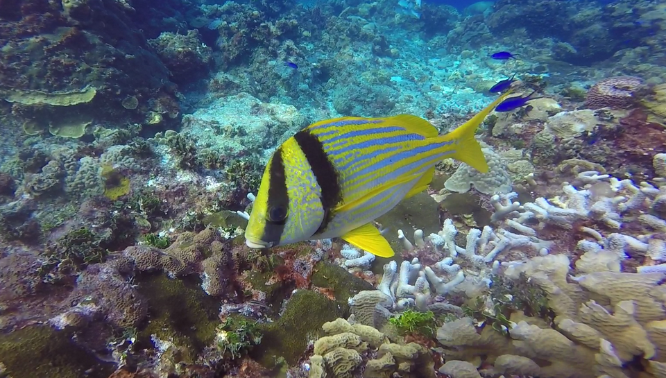 Porkfish