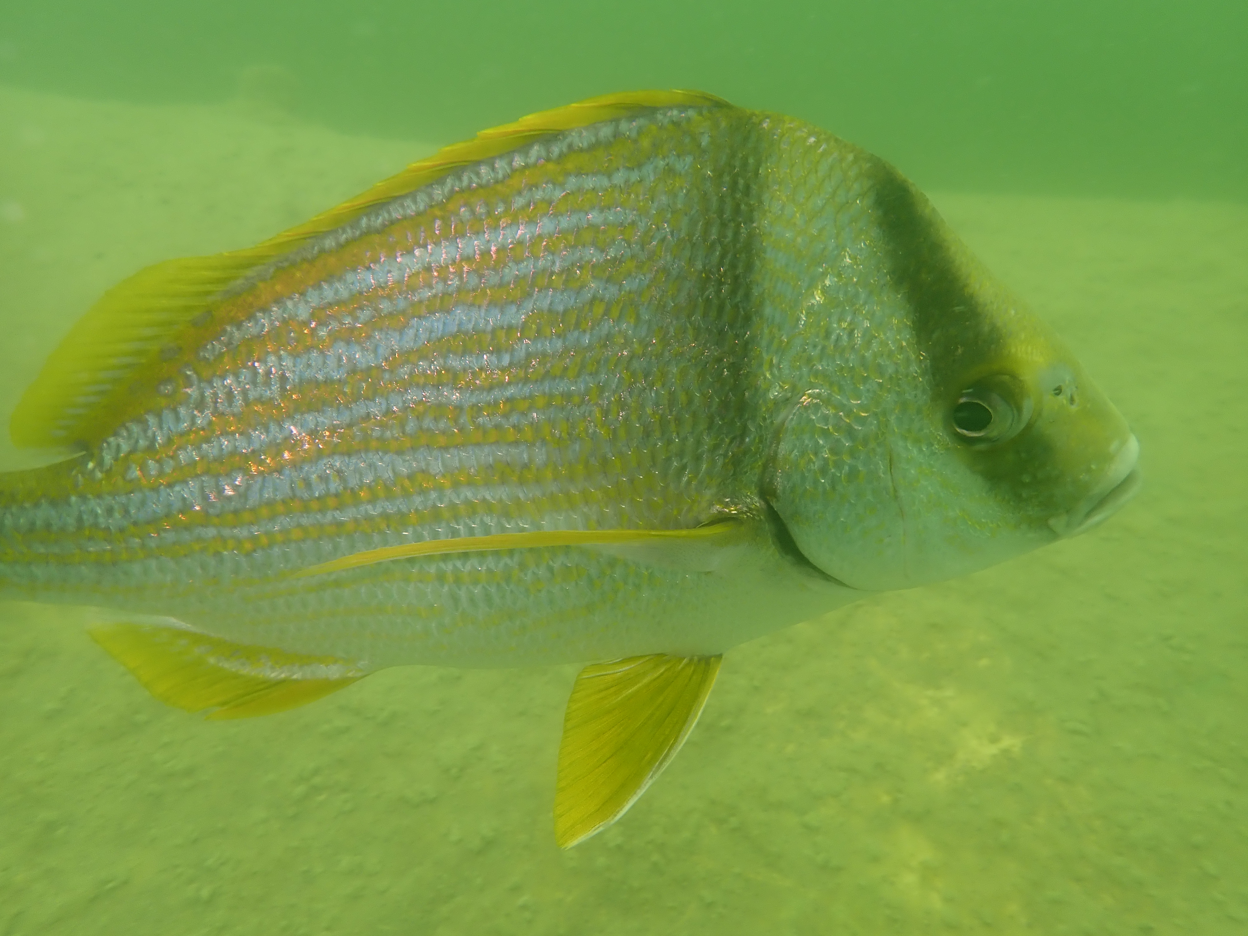 porkfish