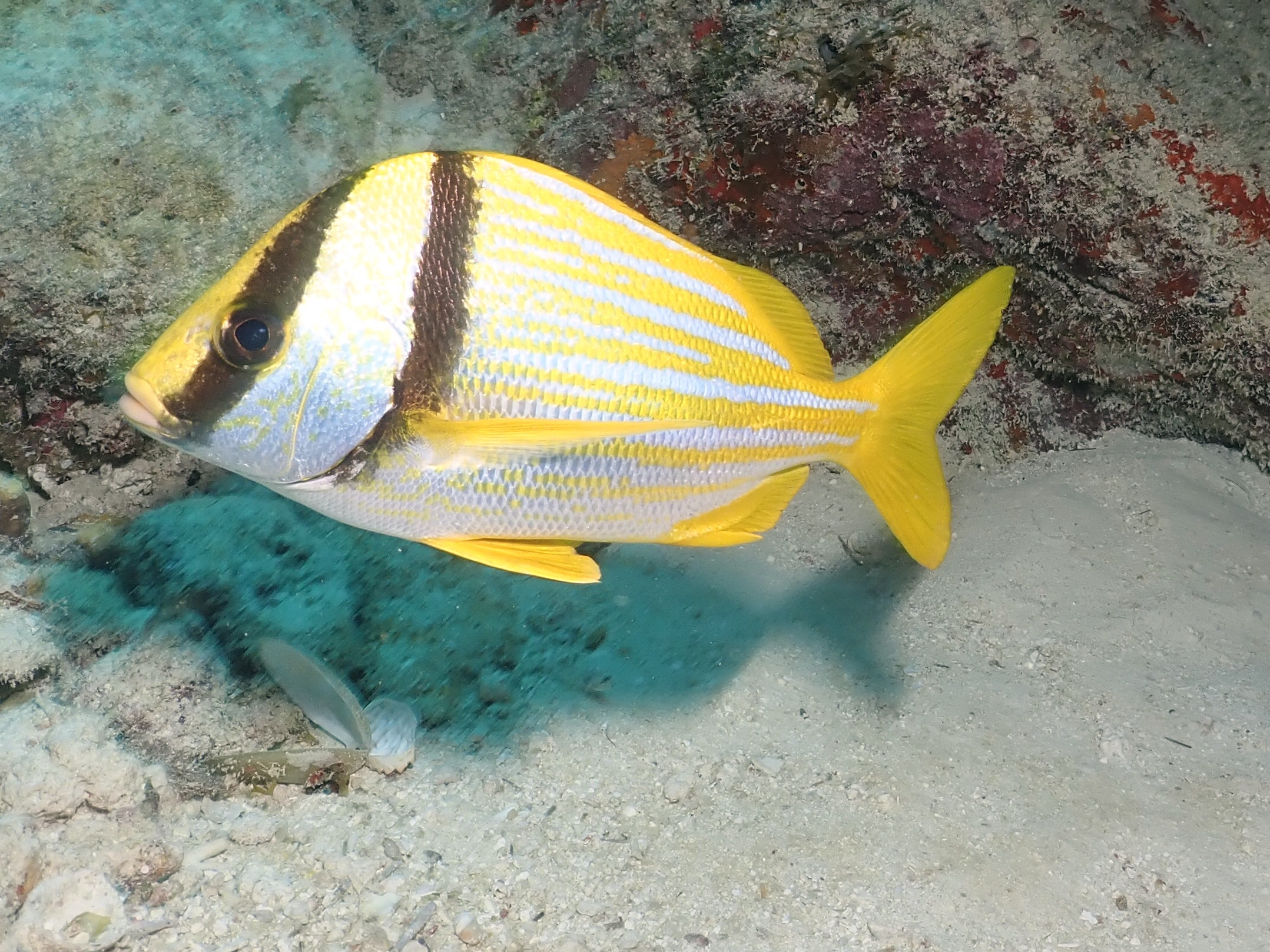 Porkfish