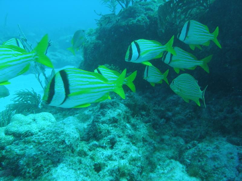 Porkfish