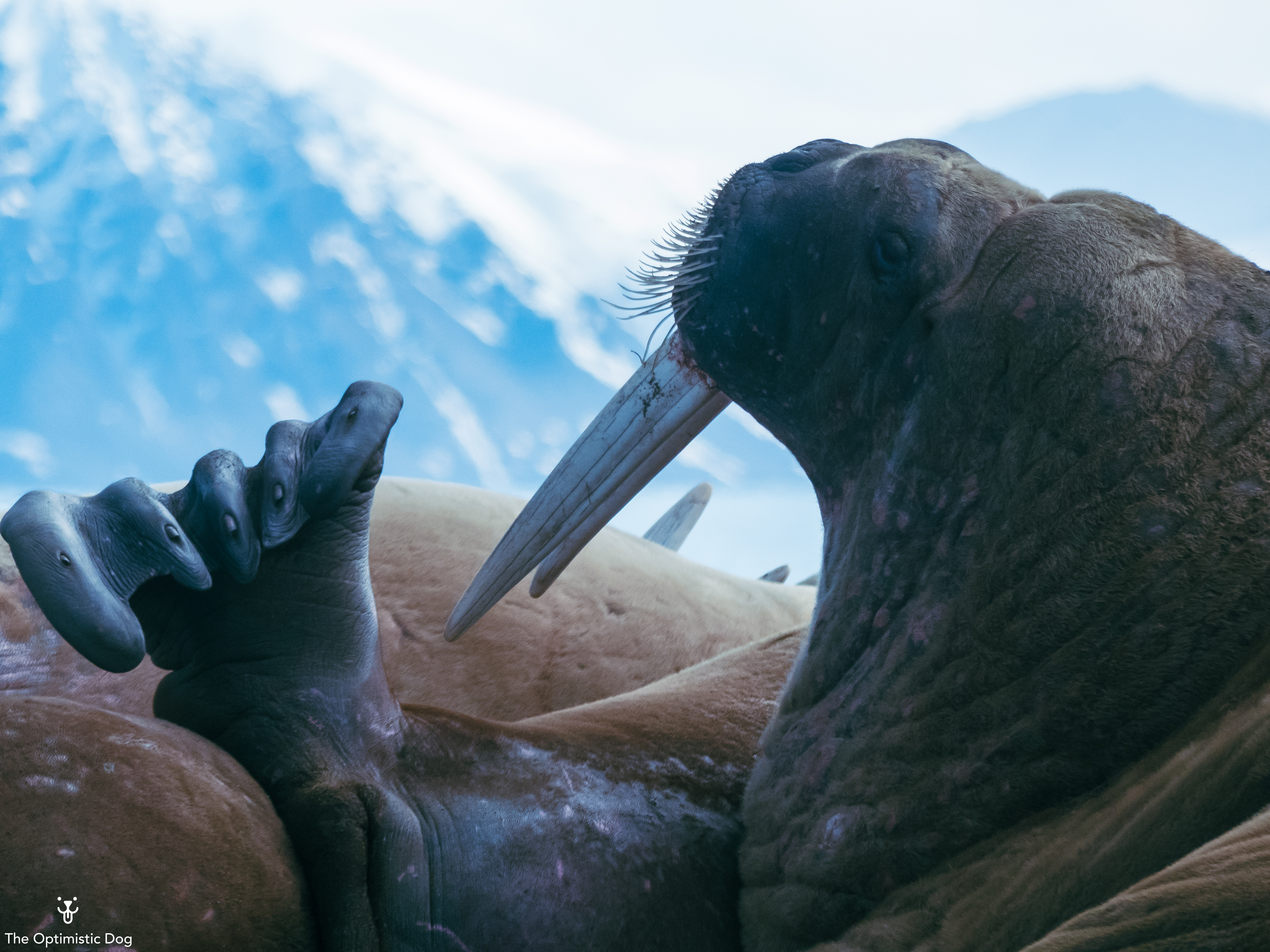 Portrait Of A Walrus-1