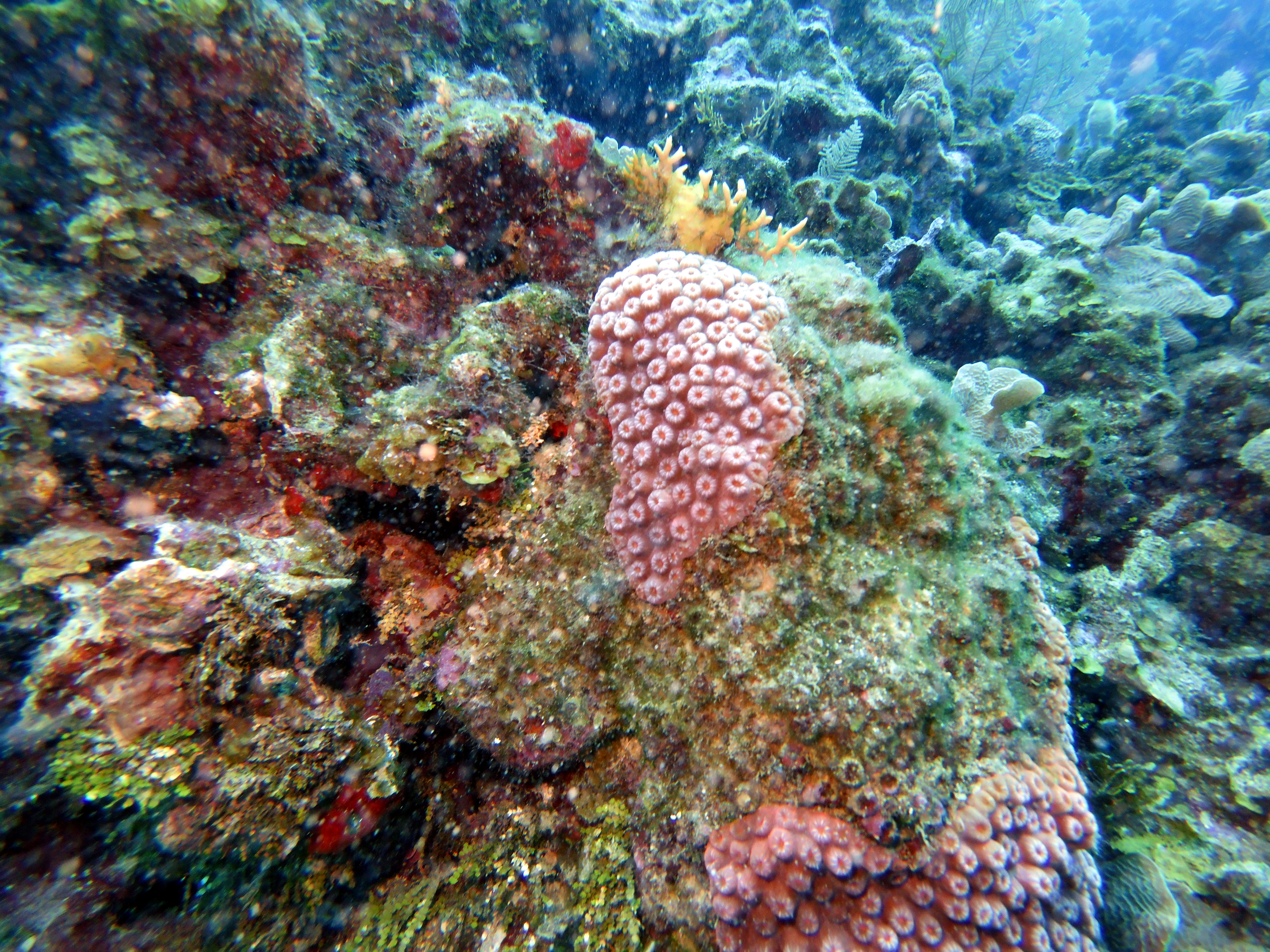 Pretty coral at Chloe's Fantasy