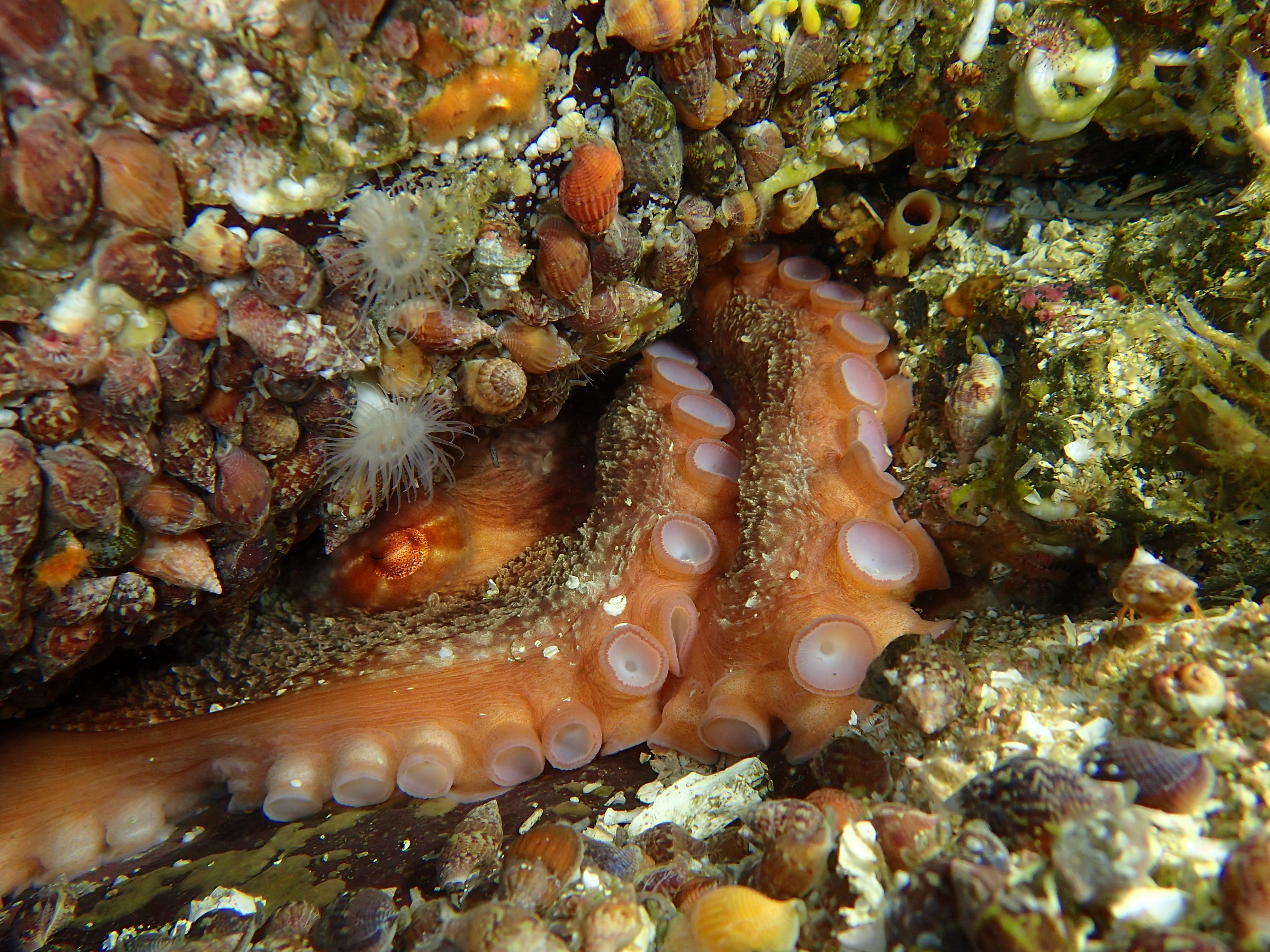Pretty Octo - DivingDoug