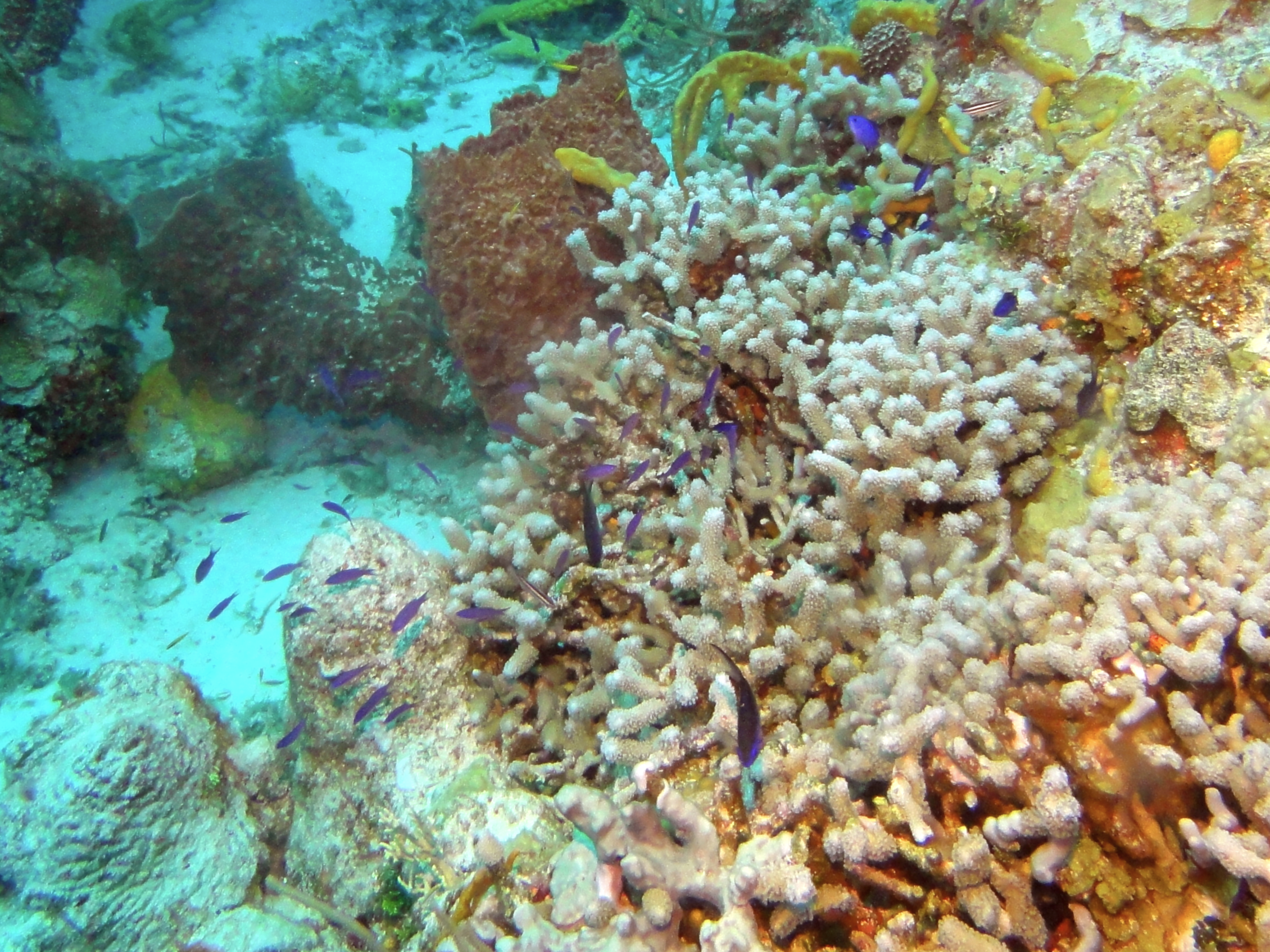 Pretty purple fishies