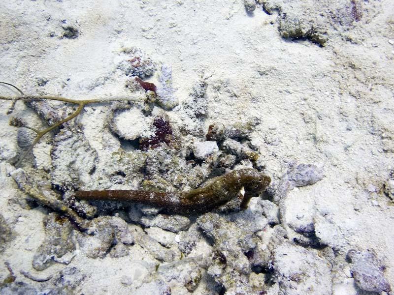 Prez of Vice Indeed!