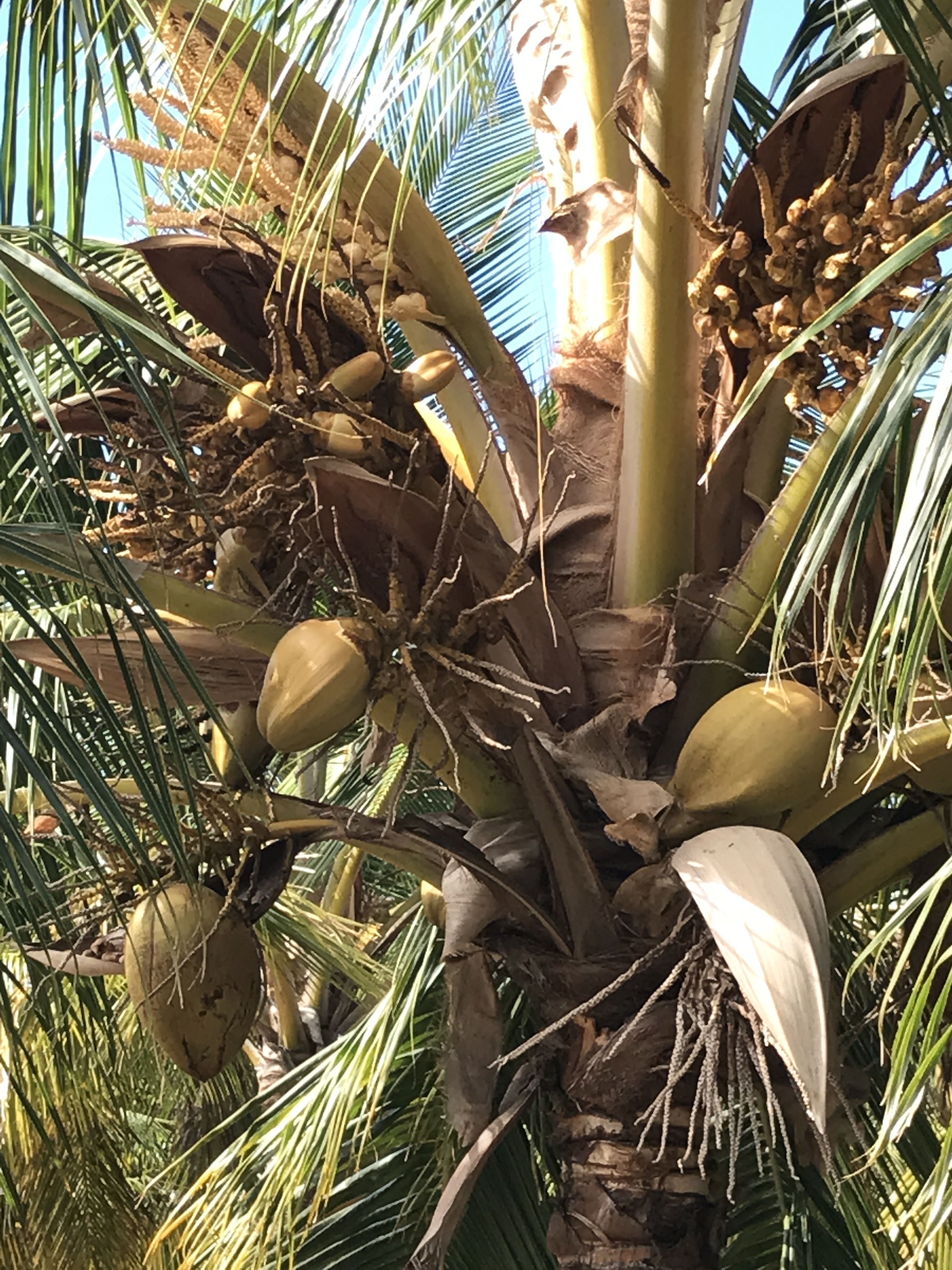 producing palm