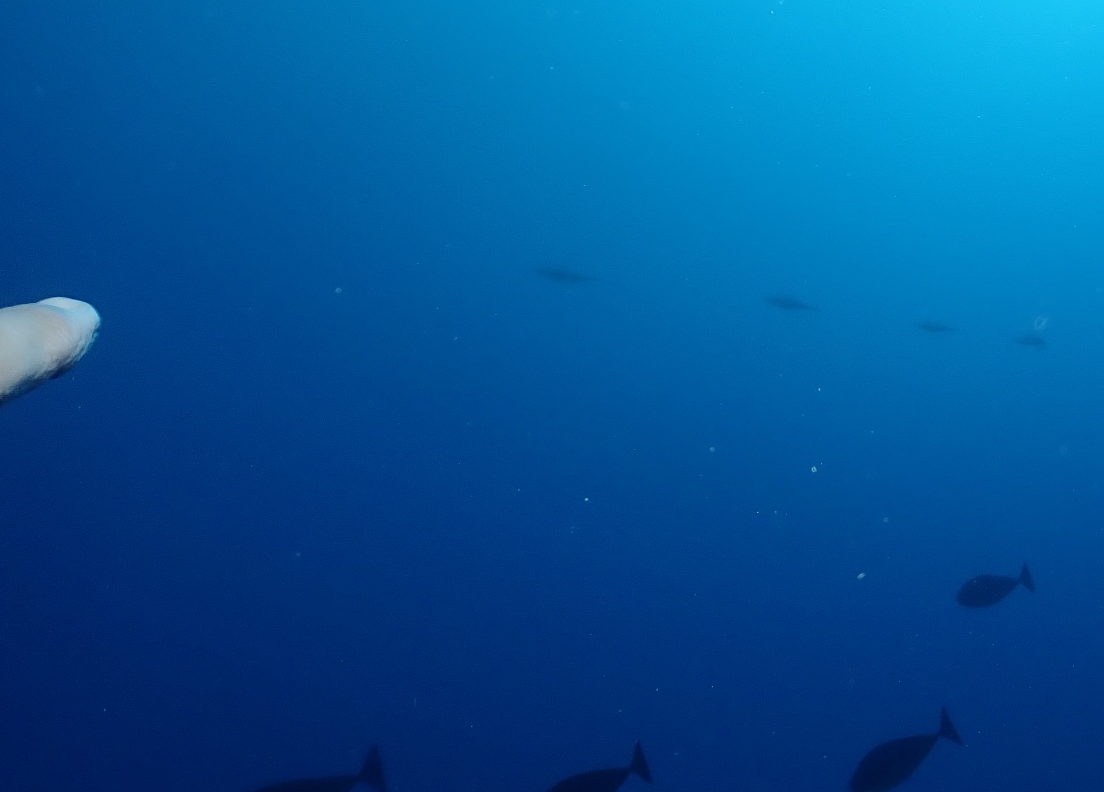 Proof of squid