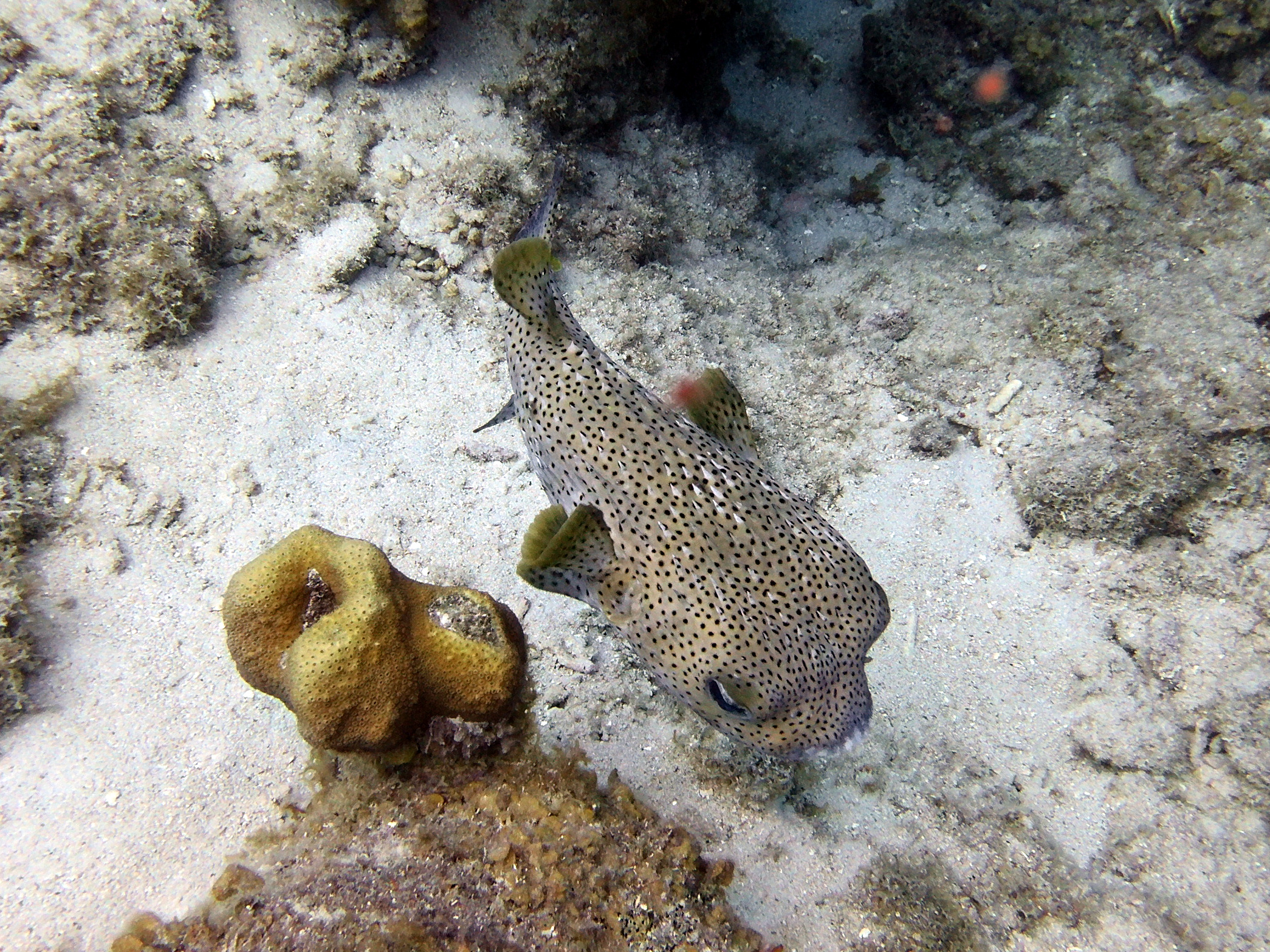 Puffer at Marie Pompoen