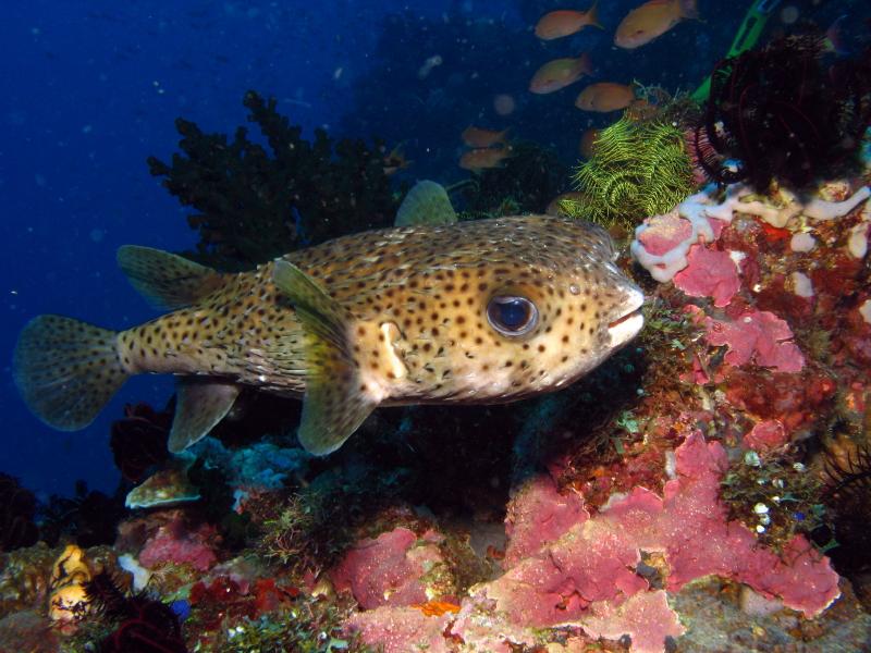 puffer fish IMG_6176b
