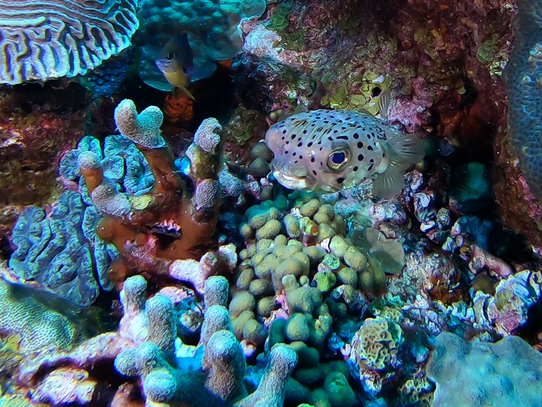 Puffer