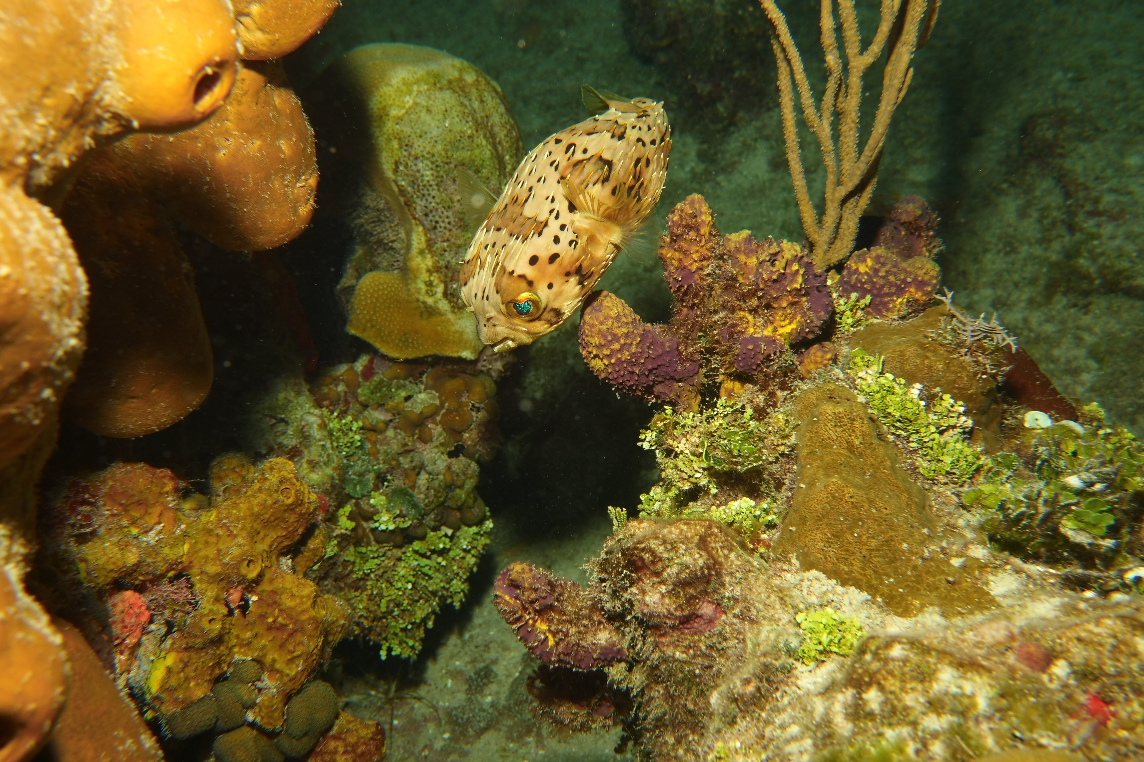 Puffer