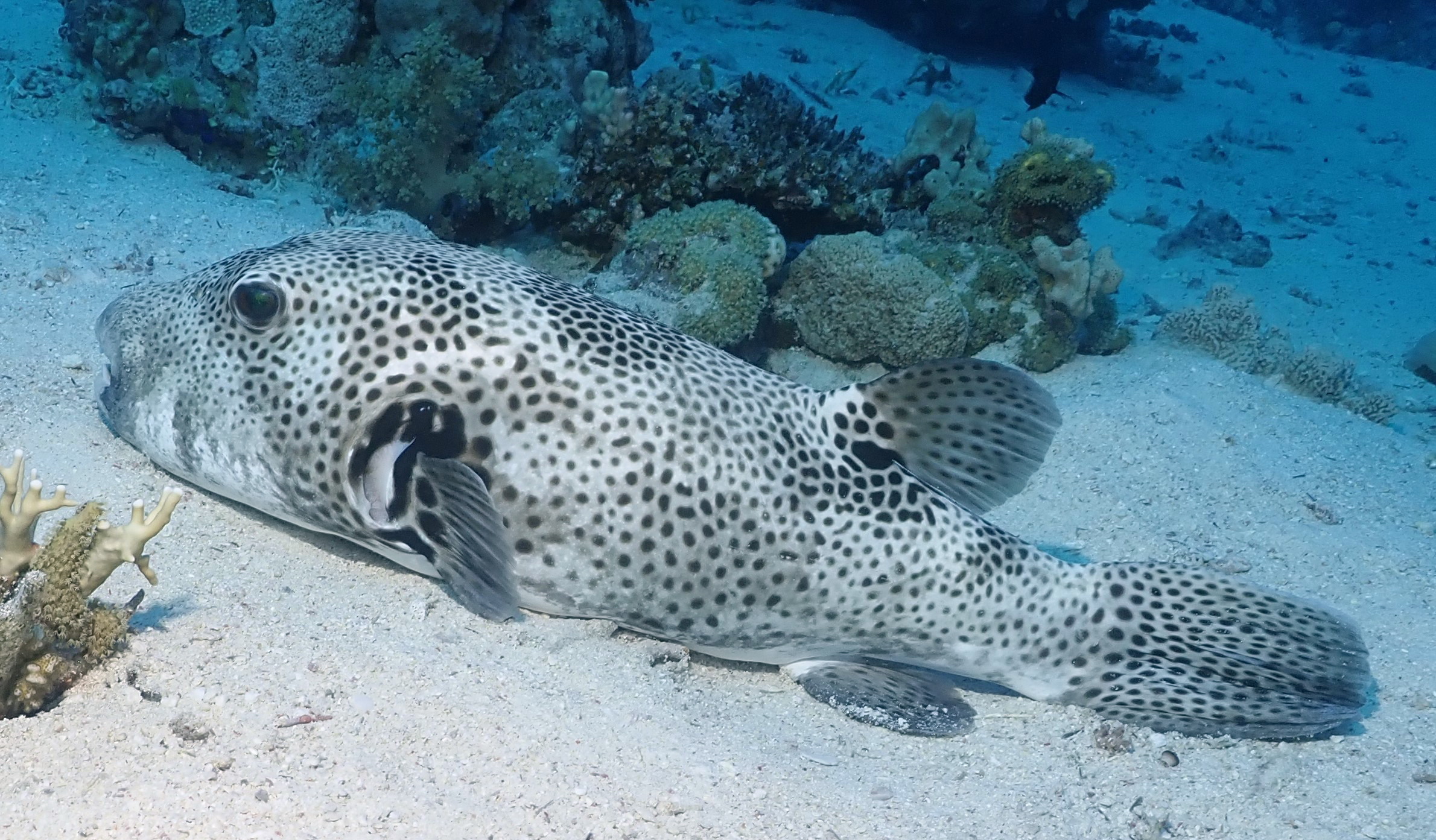 Puffer