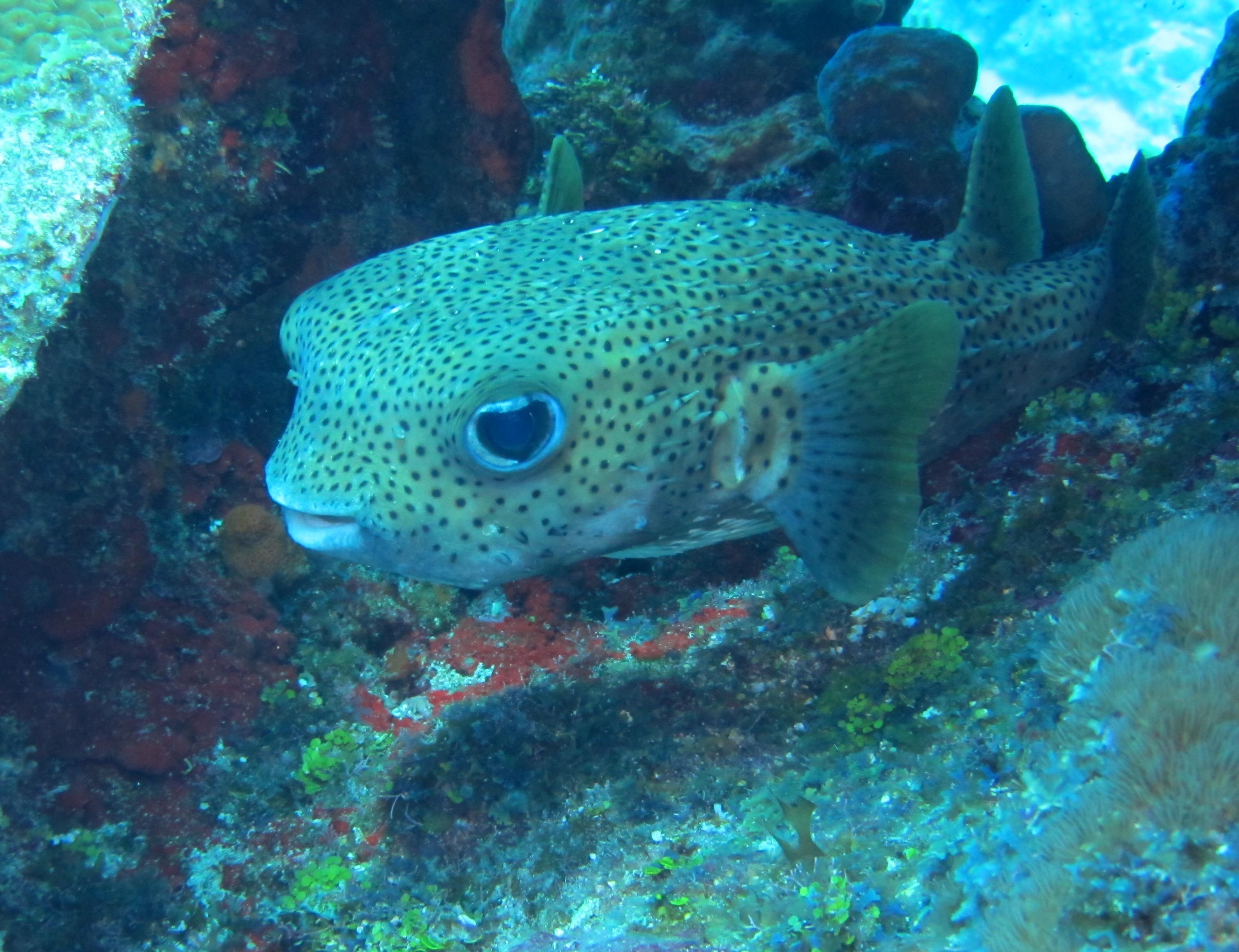 Pufferfish buddy