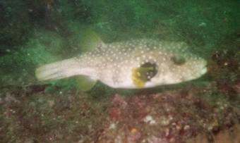 PufferFish
