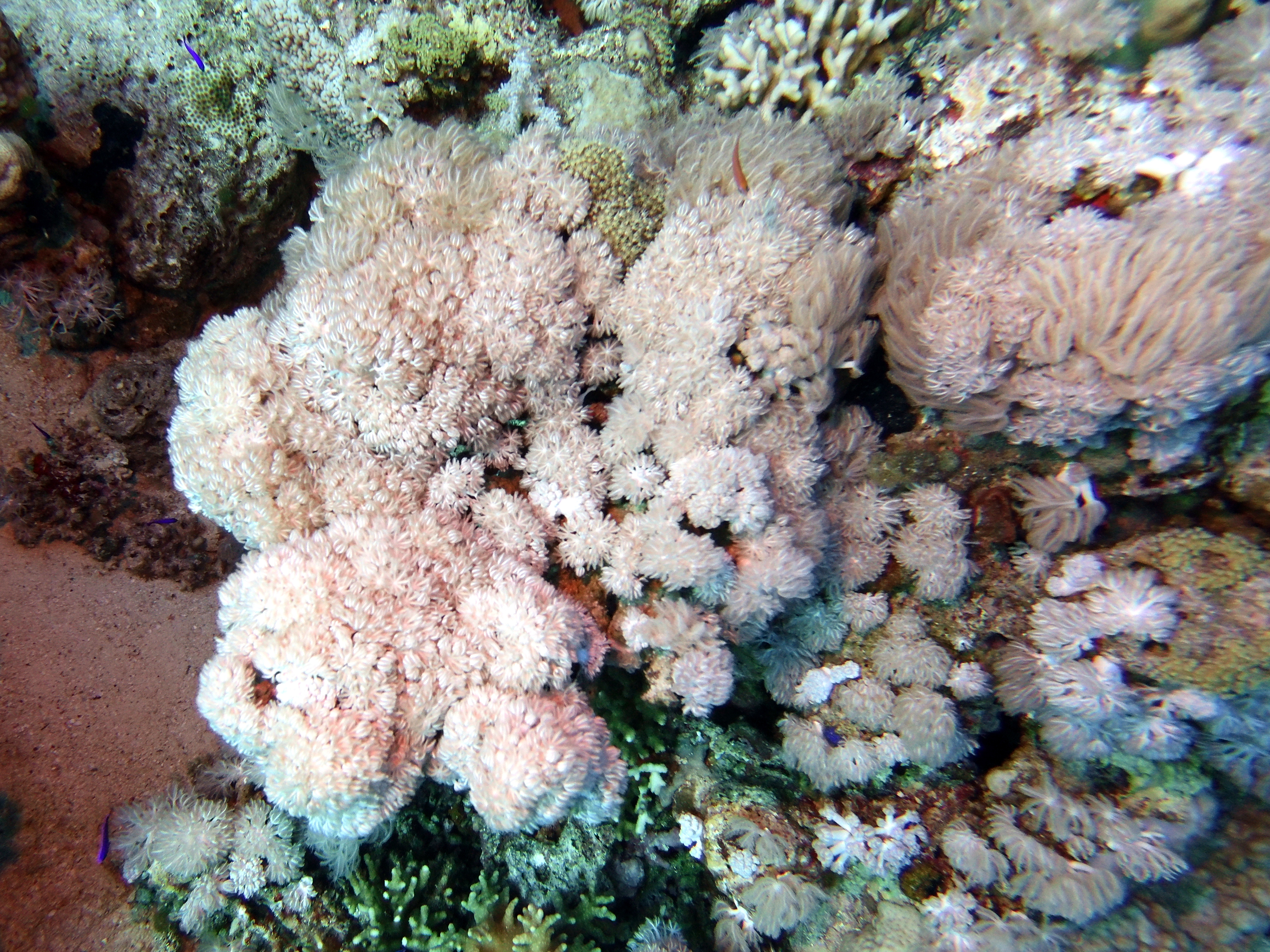 Pulsating coral at Gordon Reef