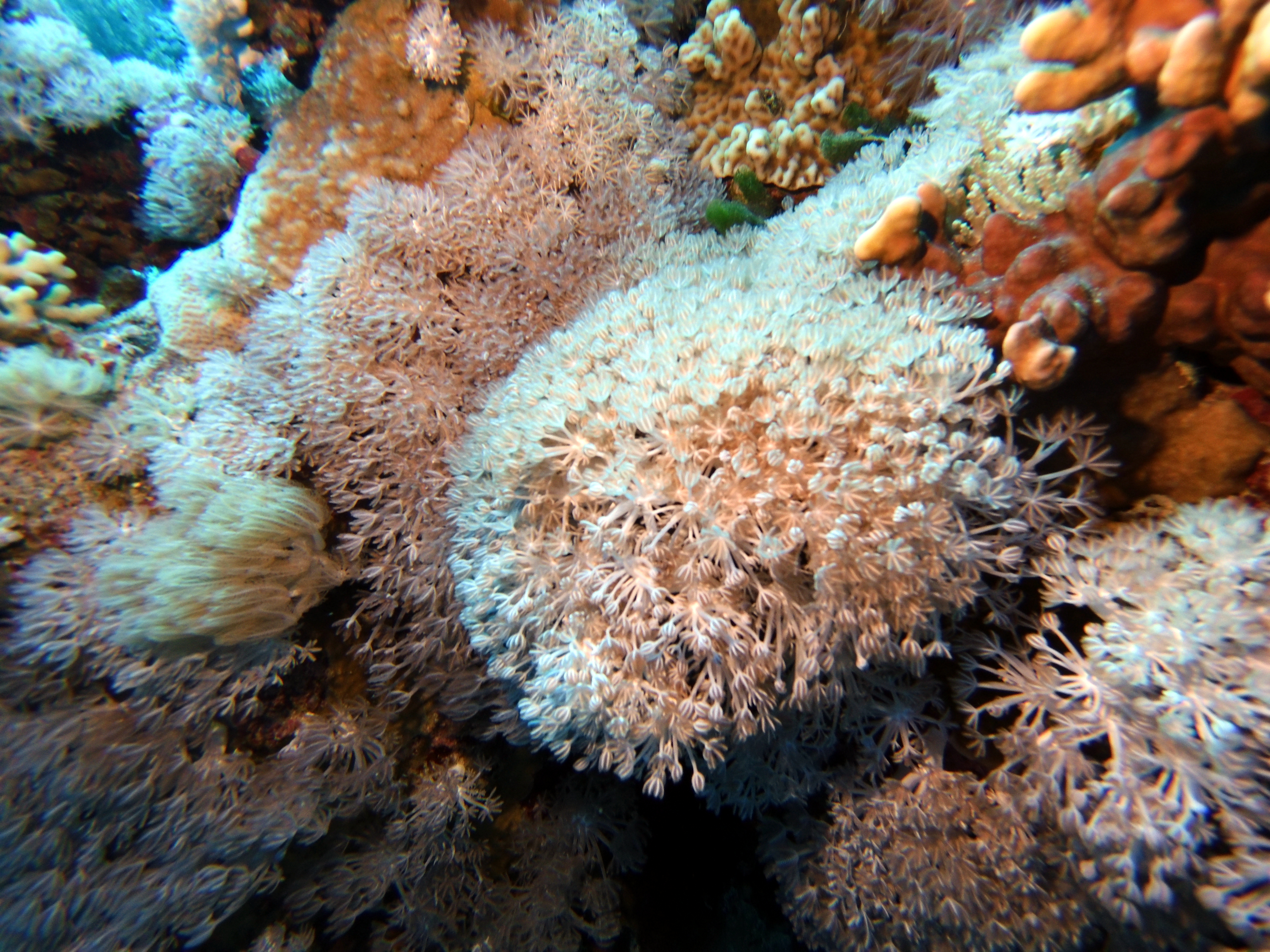 Pulsating coral at Gordon Reef