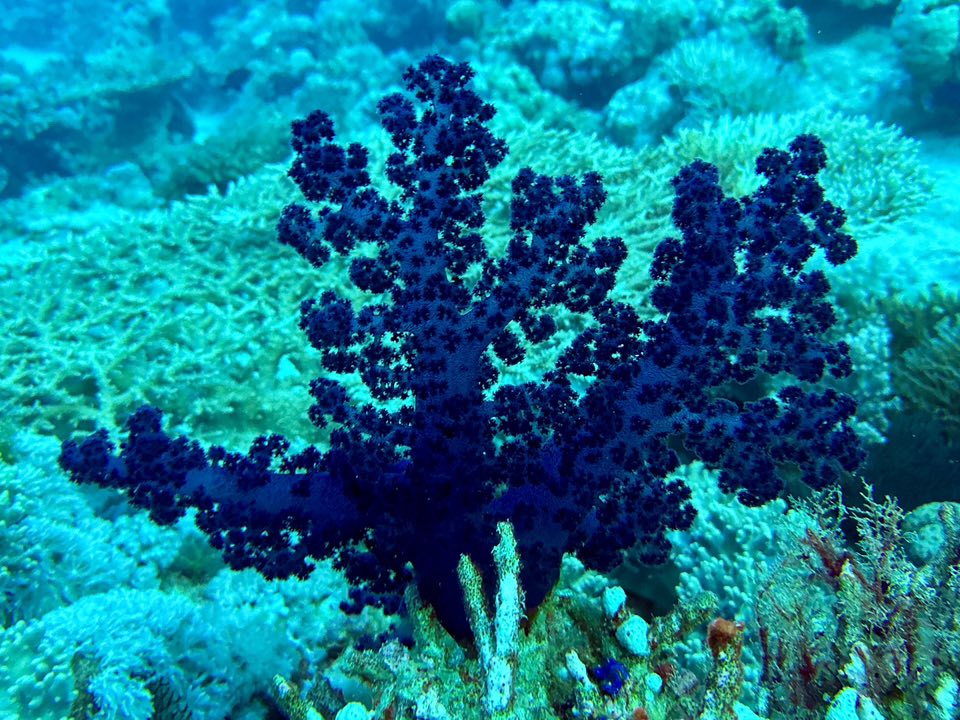 purple soft coral.jpg