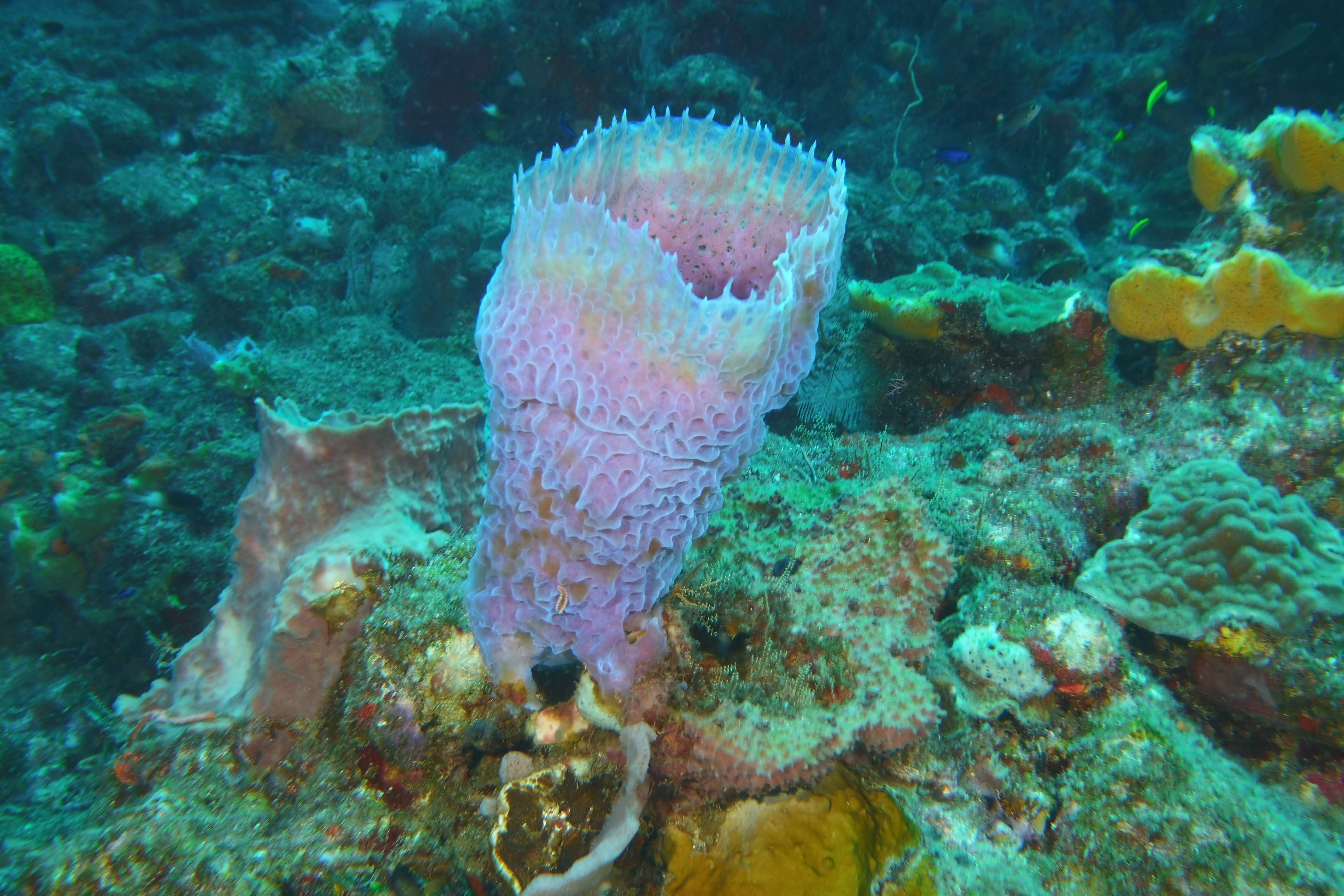 Purple Sponge