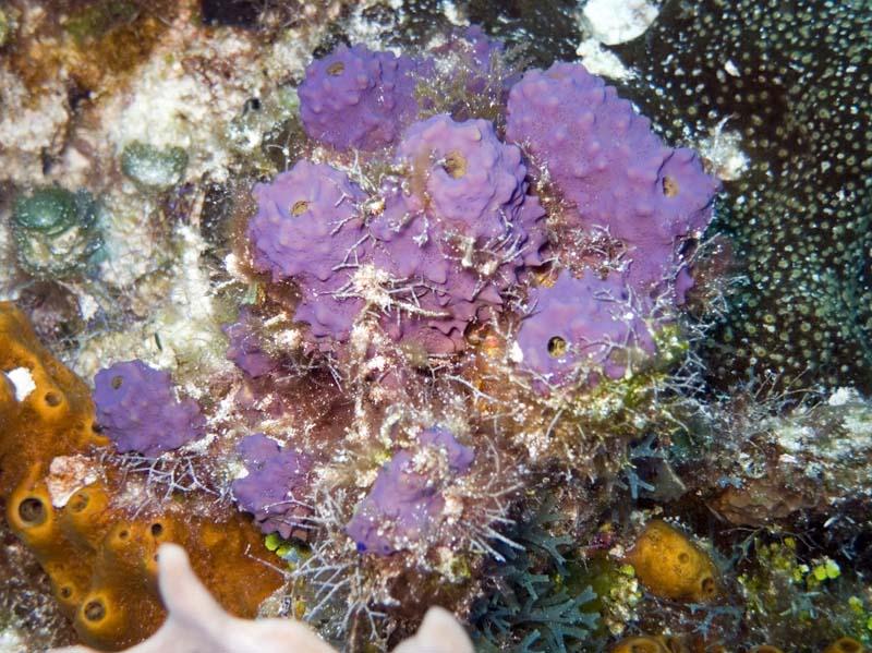 Purple sponge