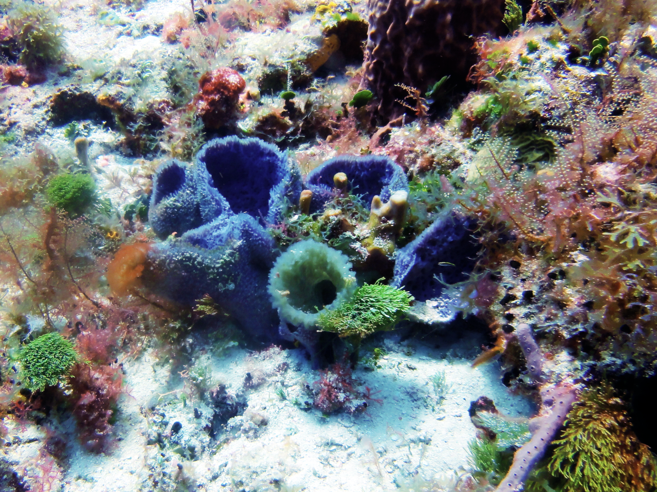 Purple sponges