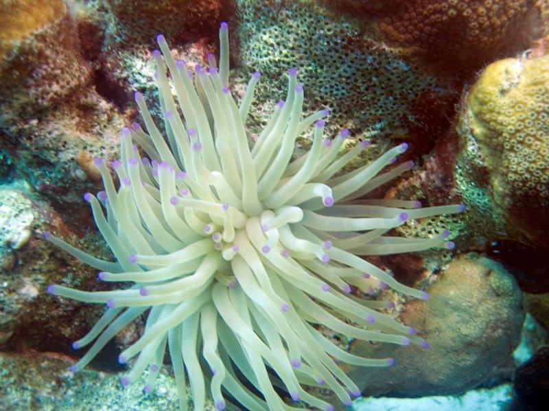 PurpleTippedSeaAnemone3