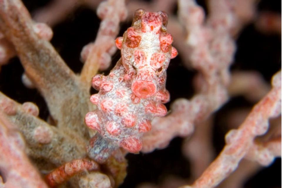 Pygmy Seahorse