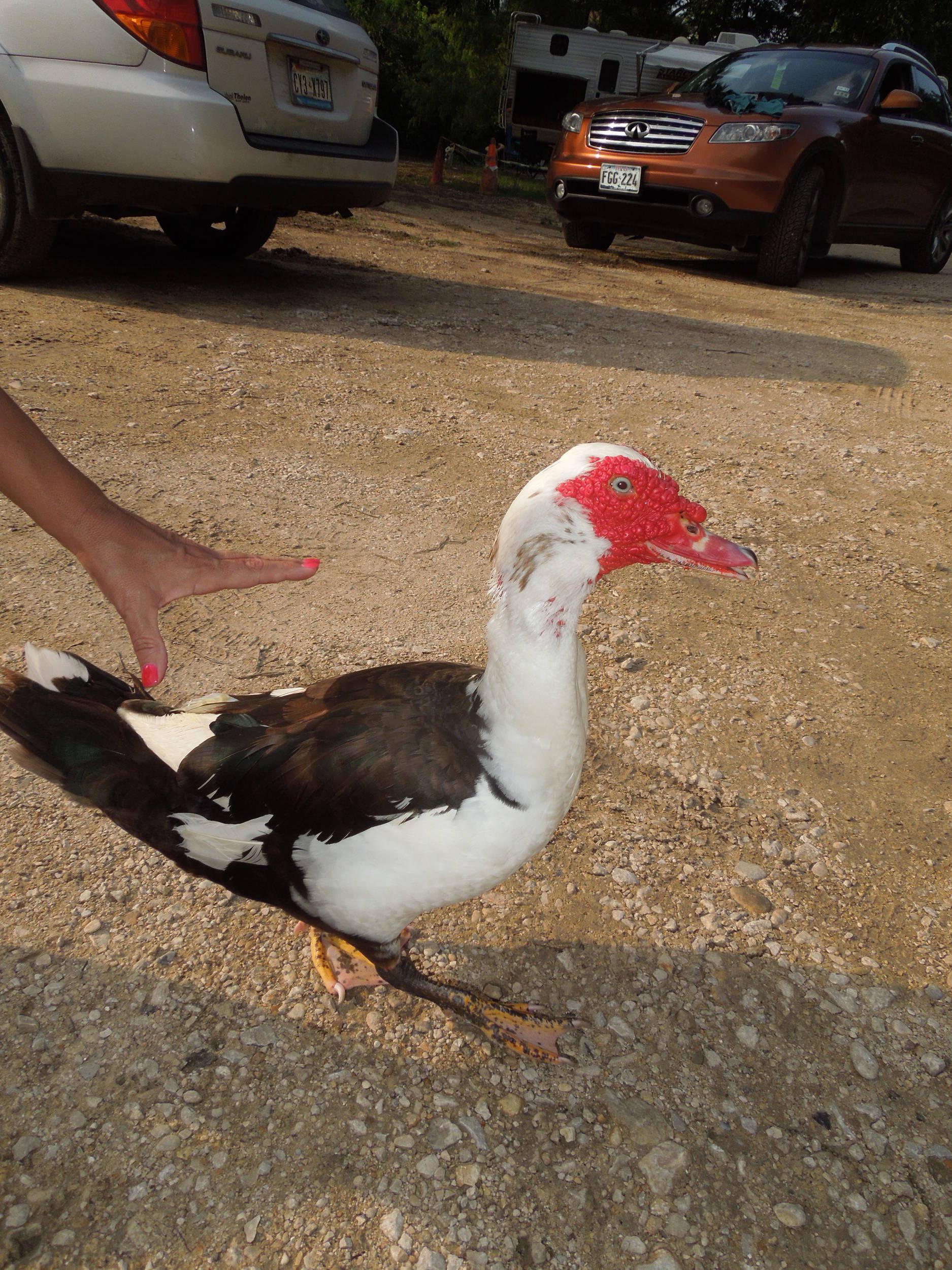 Quack