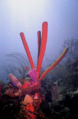 Queen angelfish