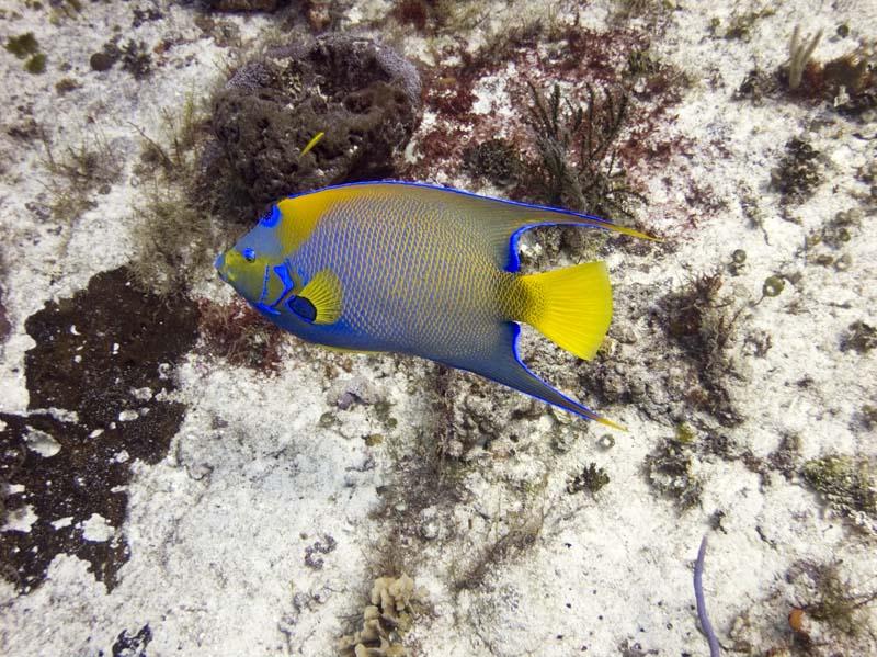 Queen angelfish