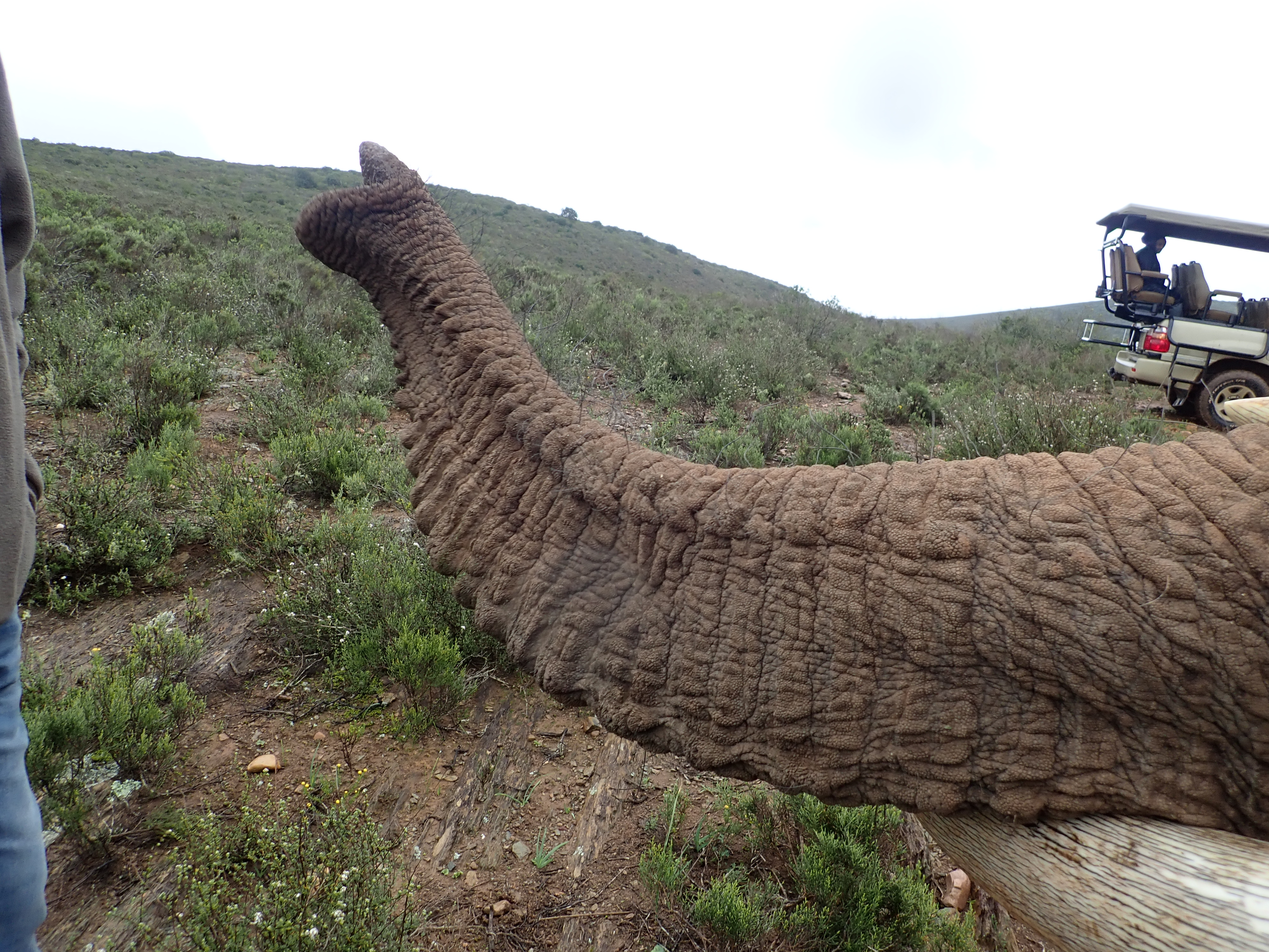quite a trunk