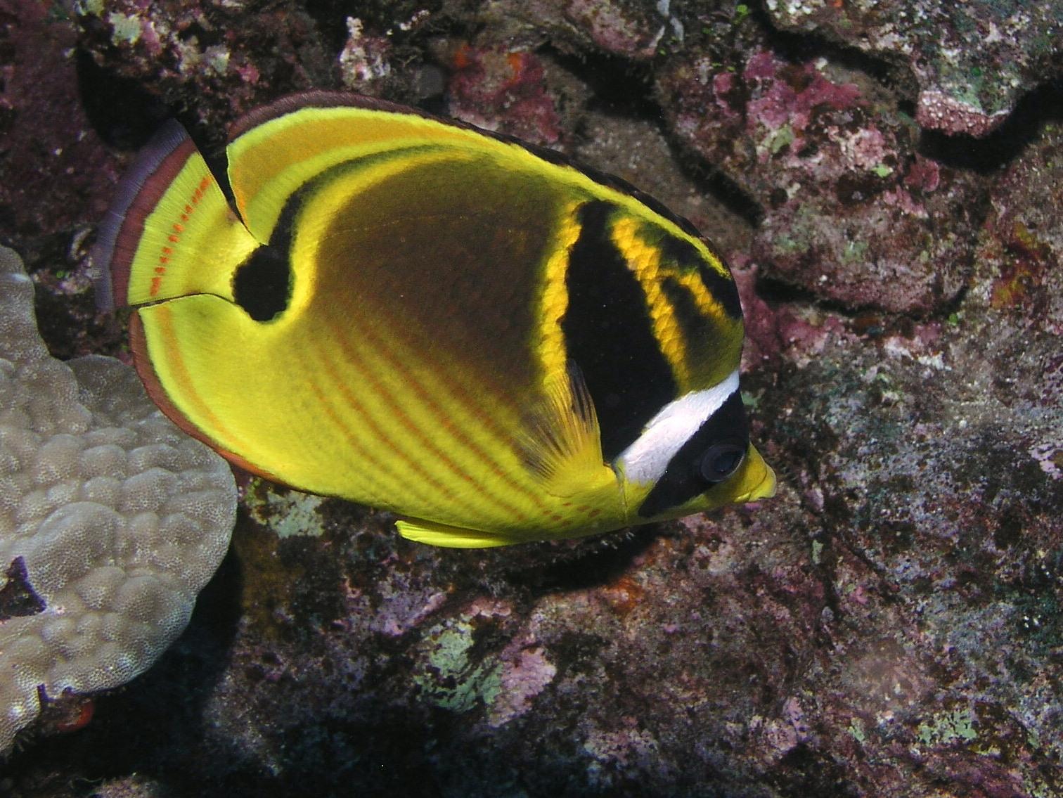 Raccoon Butterfly (Kikakapu Kapuhili)