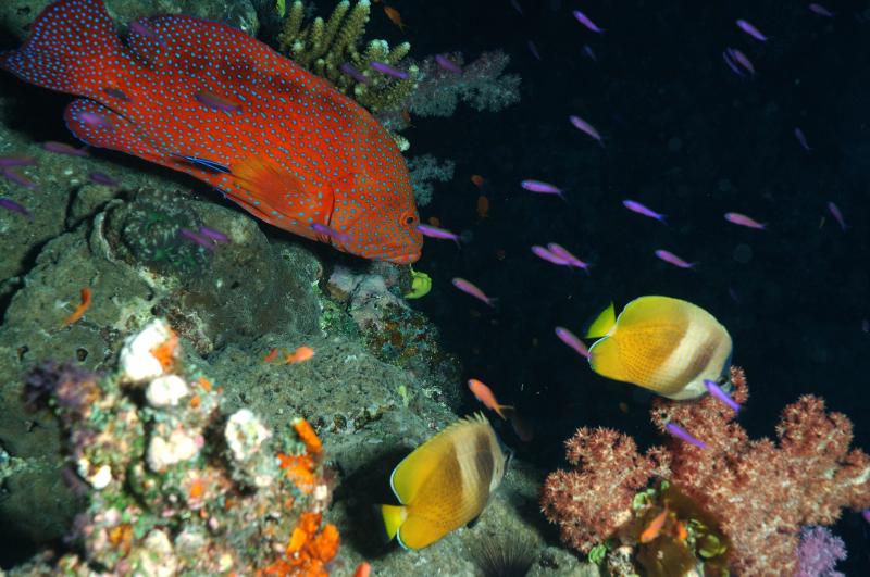 Random Fish