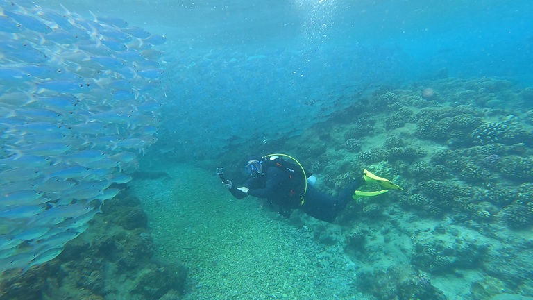 Rangiroa - AdamBOM and shoal of blue fish