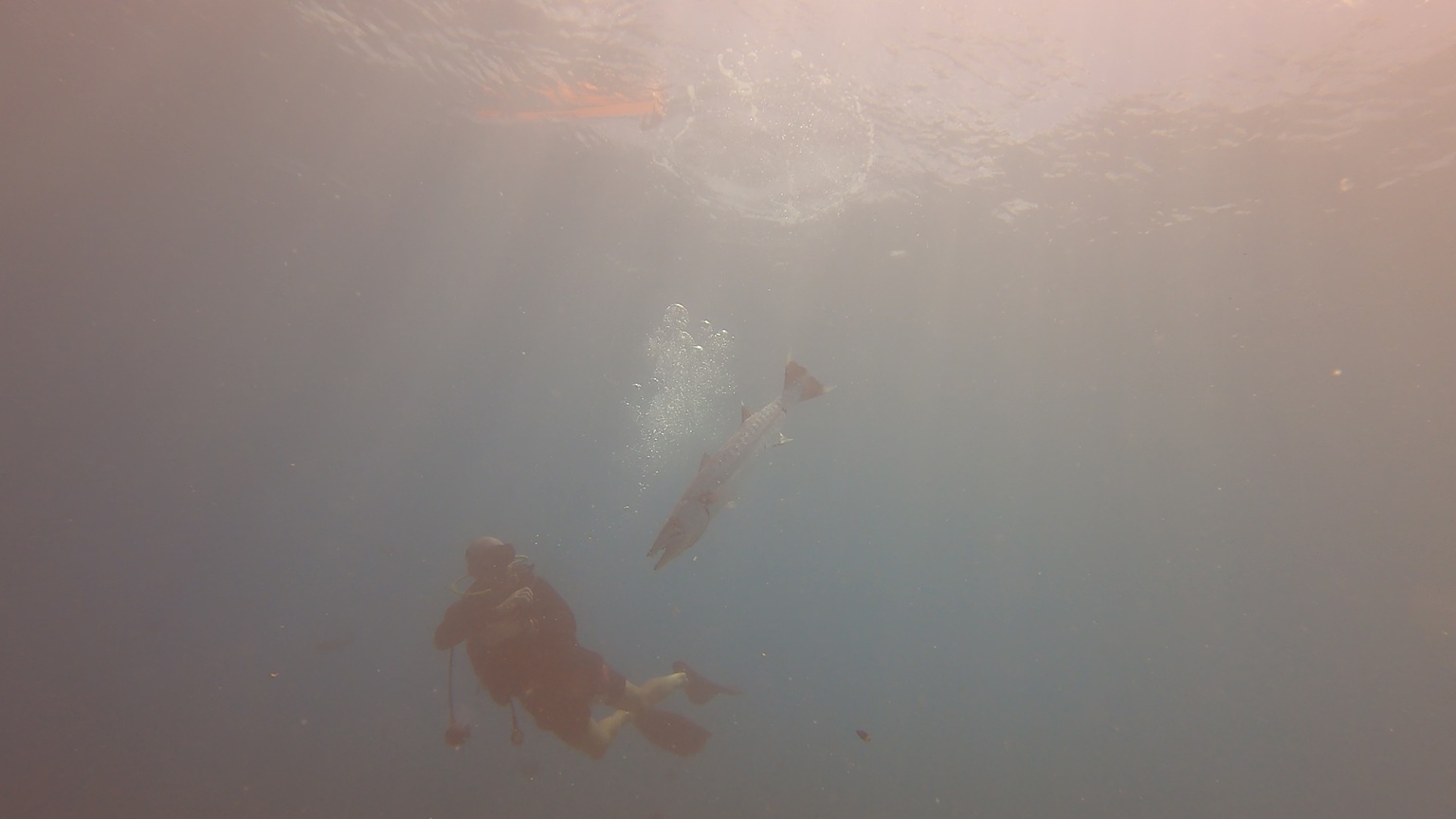 Rangiroa - Baracuda on safety stop