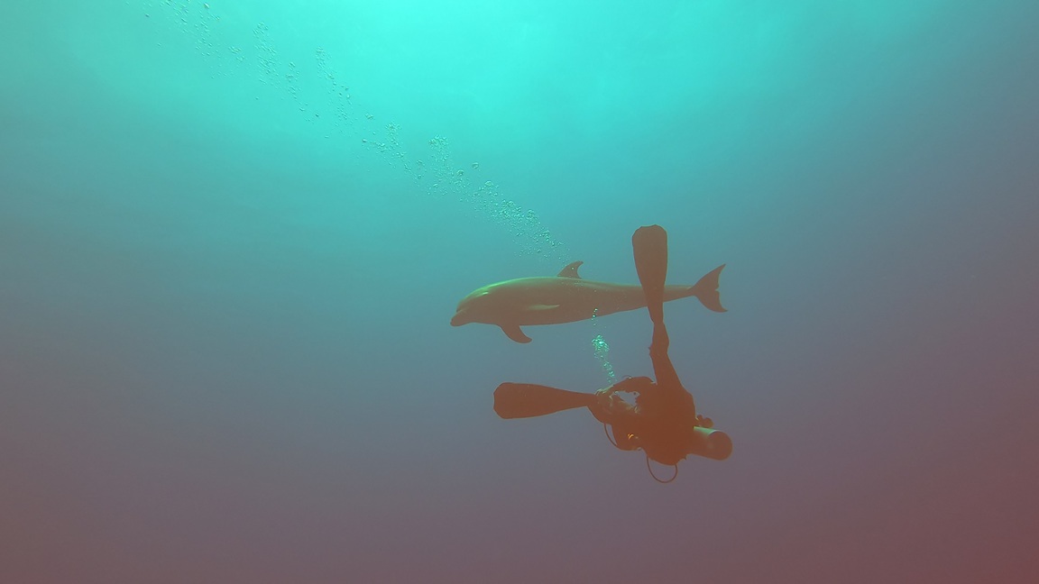 Rangiroa - Dolphin and DM