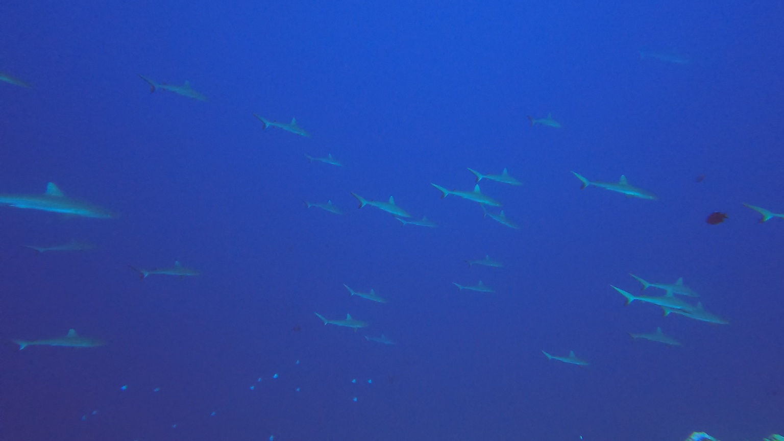 Rangiroa - loads of sharks off wall