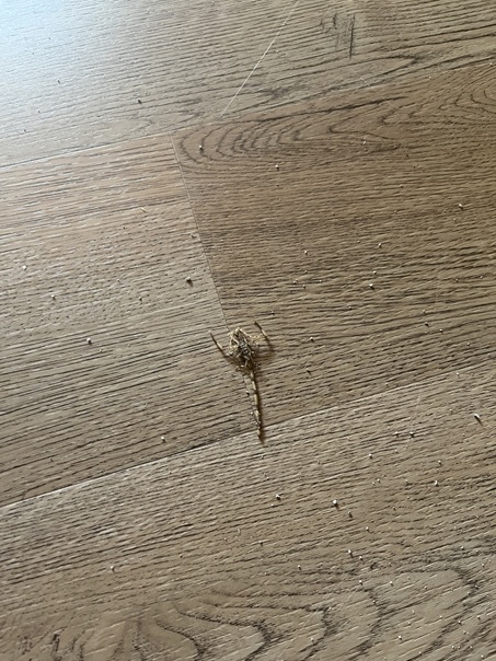 Rangiroa Scorpion in my case