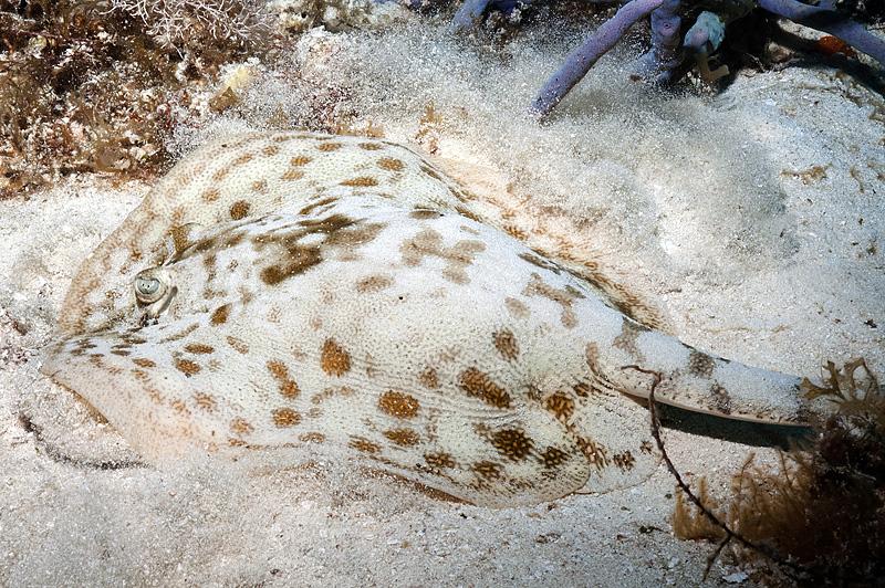 Ray....or is it a skate