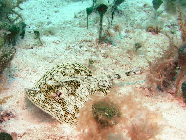 ray