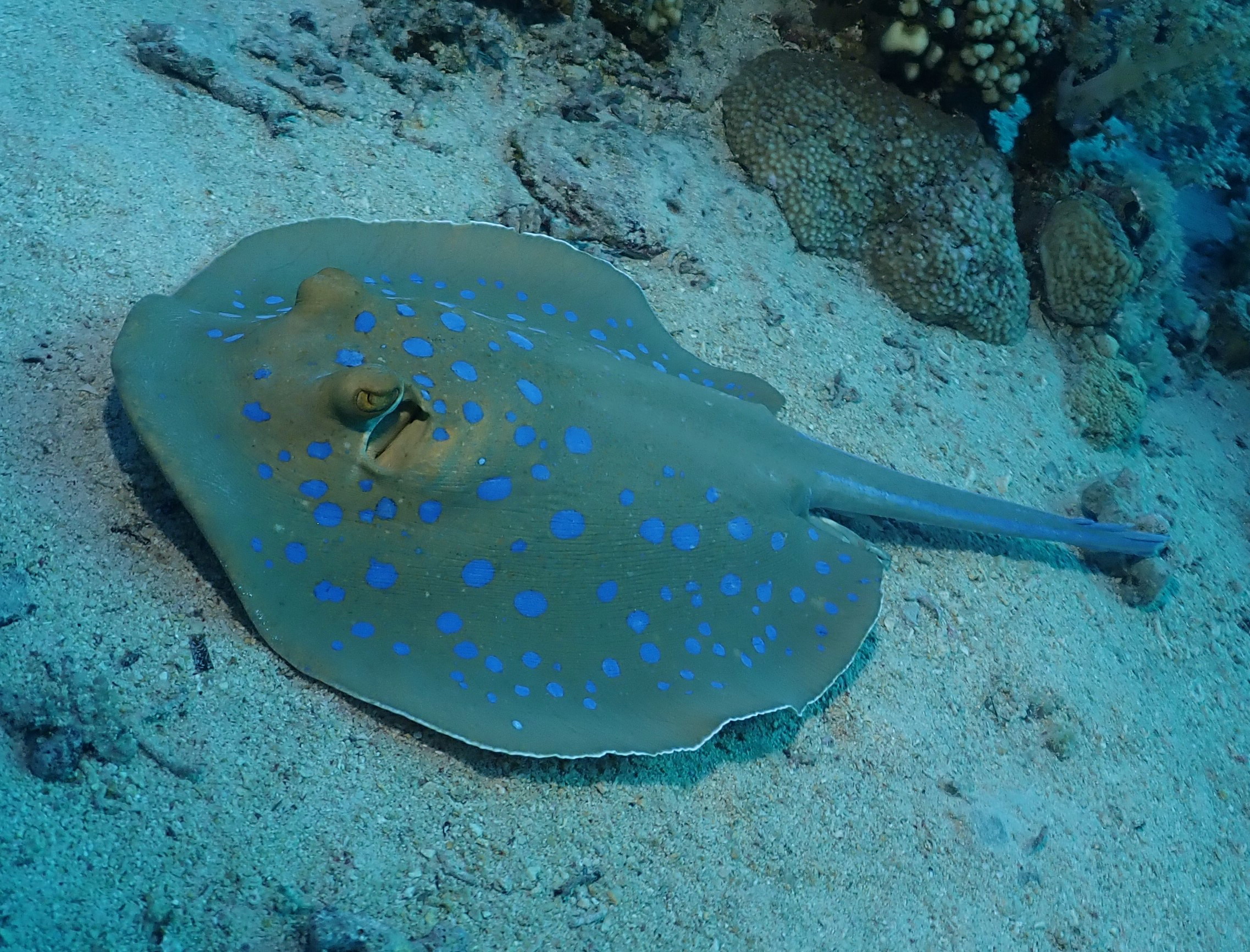 ray