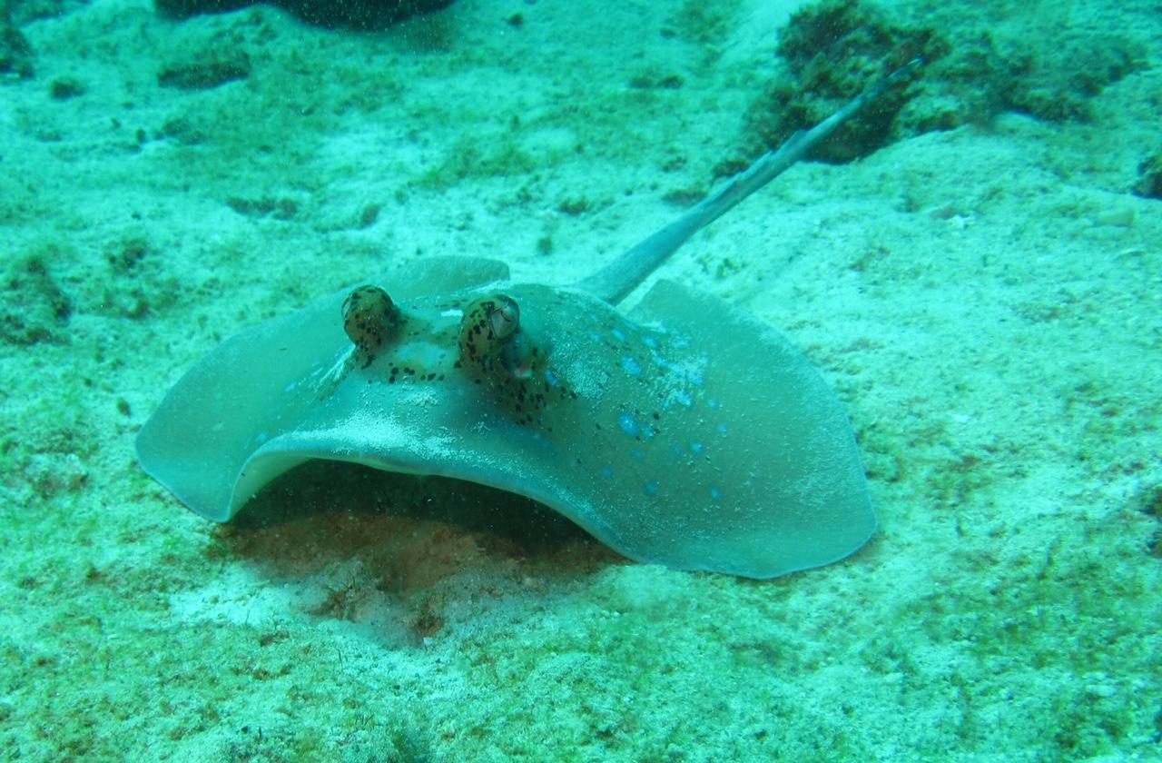 Ray_looking_at_you