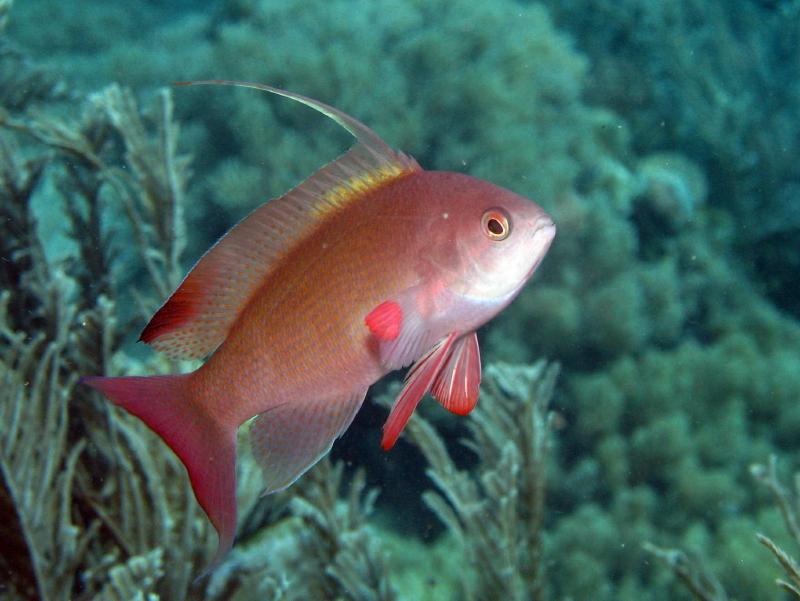 razor wrasse IMG_6667b